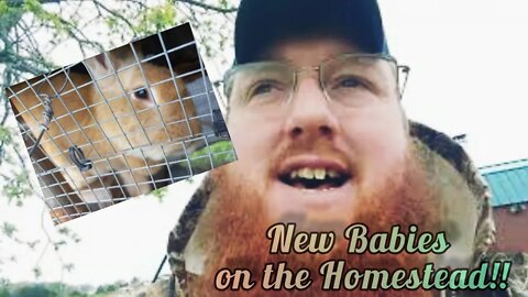 New babies on the homestead + chicken feed HACK