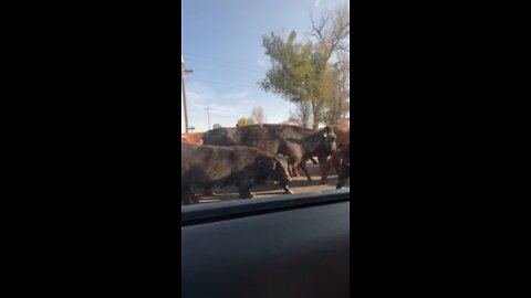 Cattle drive in the middle of the road 🐄 🐮