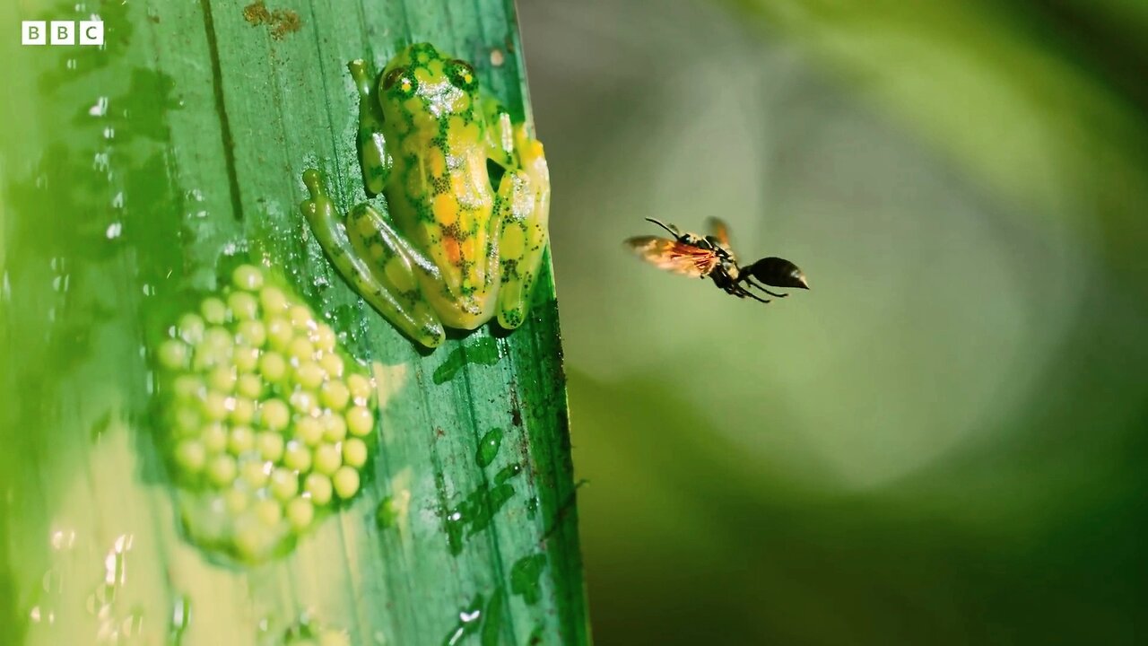 Frog Defends Eggs From Wasps |4K UHD | Planet Earth | BBC 🌎🌍