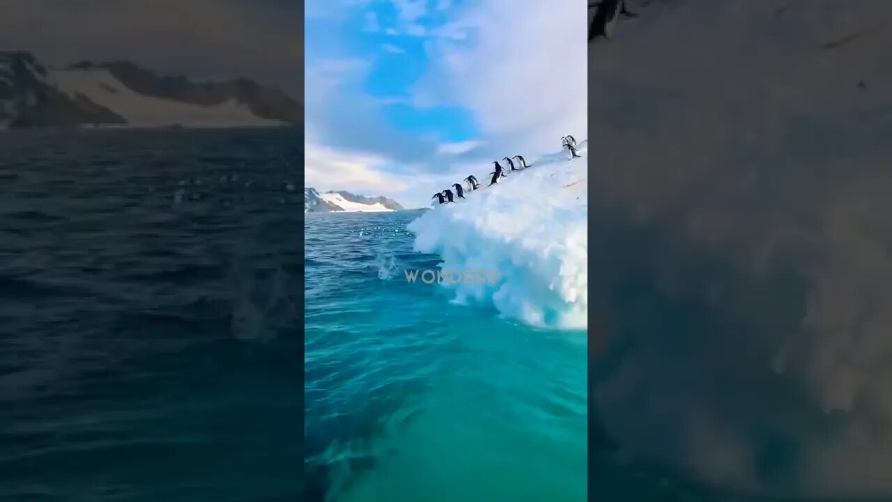 Penguin 🐧 jumping into ocean #penguin #nature #wonders #beautiful #ocean #iceland #ice