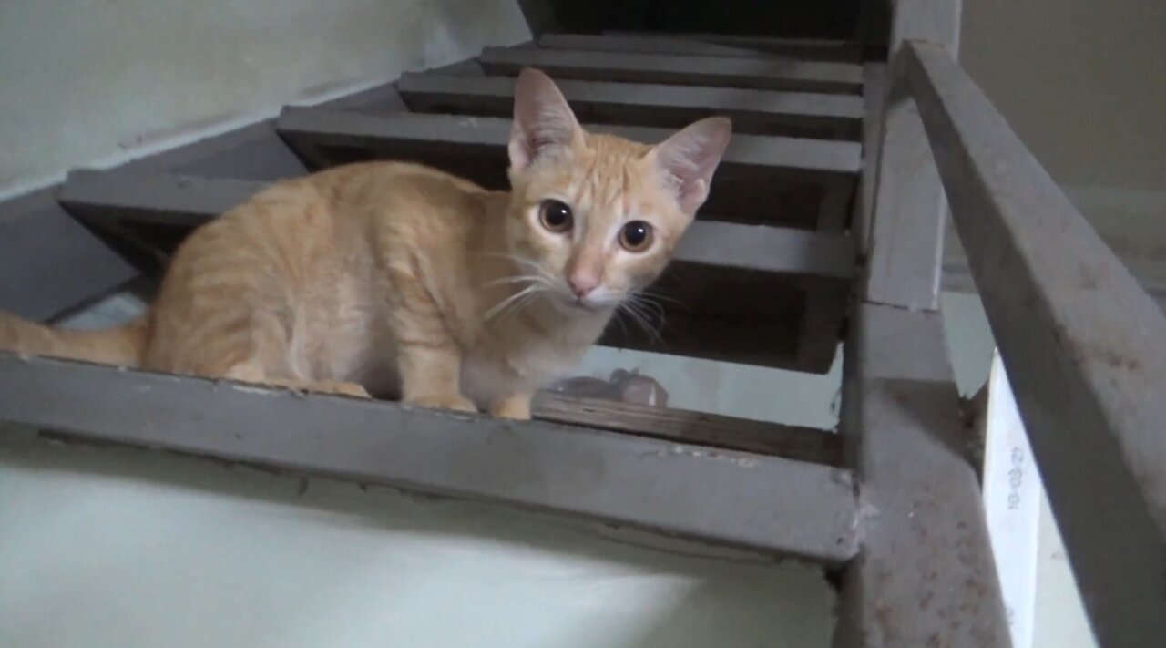 cat's reaction when a stranger enters the house