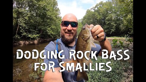 Smallmouth chasing and Rock bass Dodging