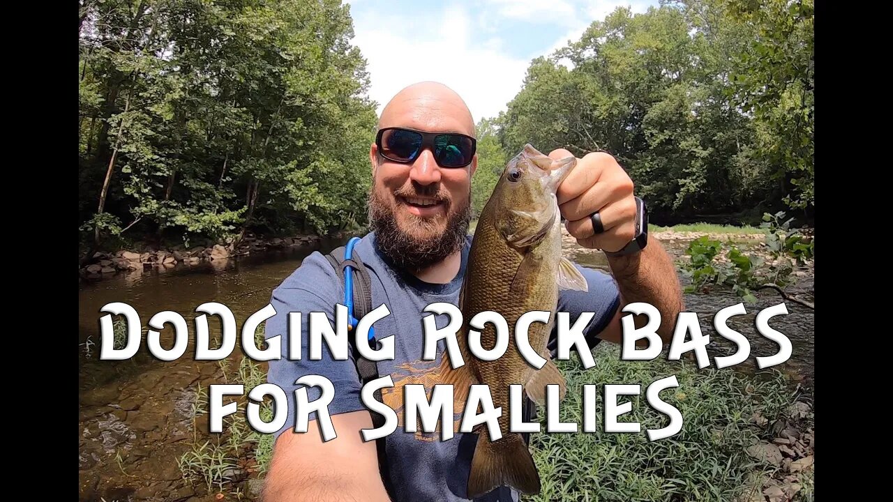 Smallmouth chasing and Rock bass Dodging
