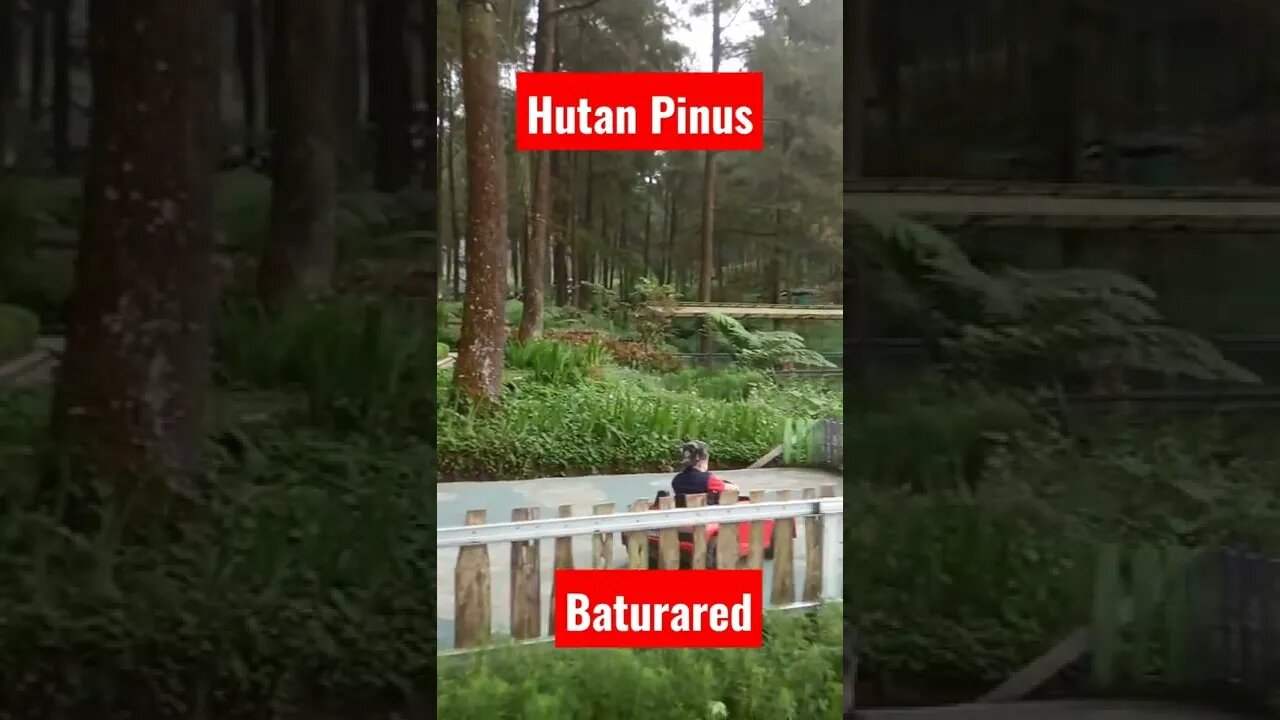 Wisata Alam | Hutan pinus limpakuwus baturaden