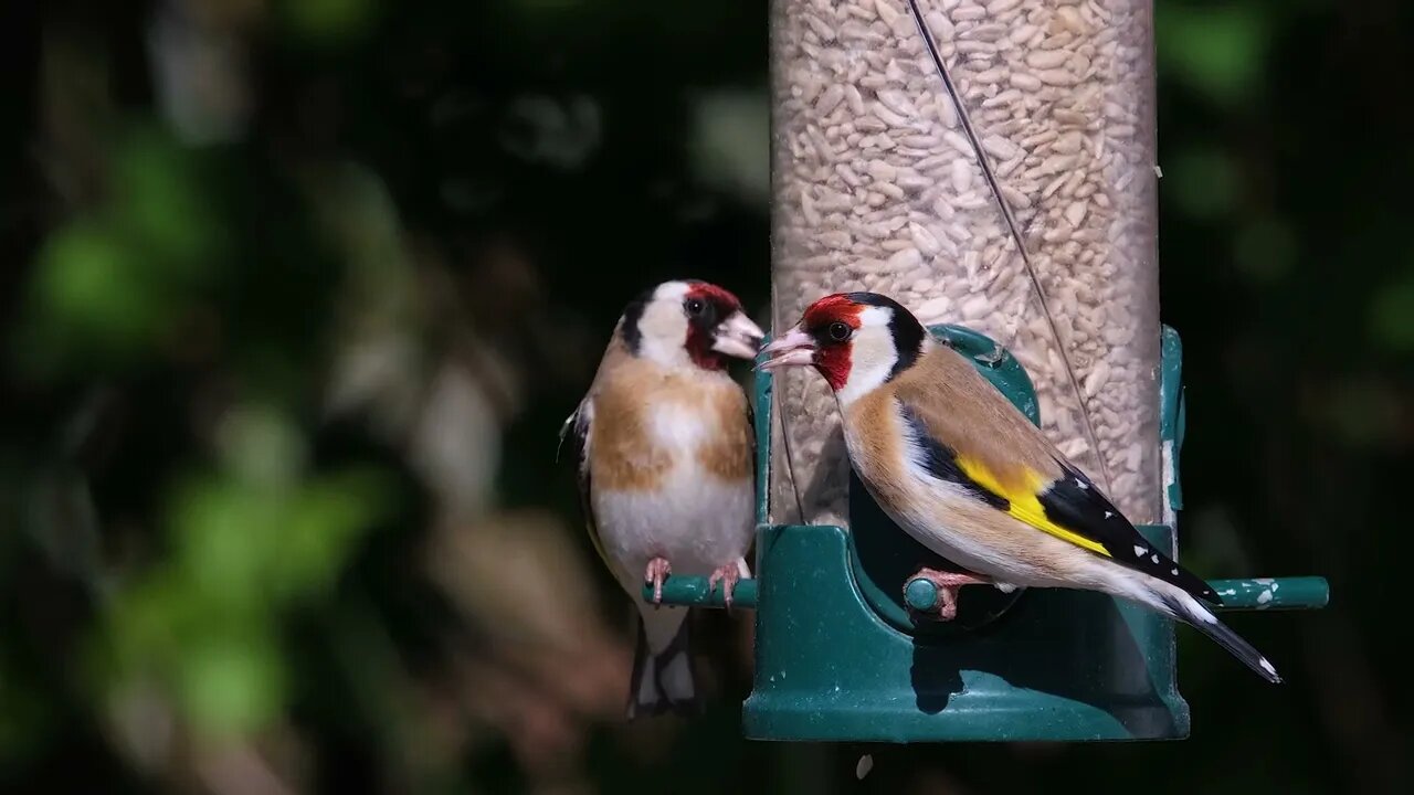 Goldfinch 39416