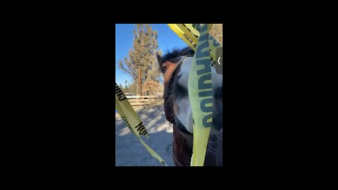 My playful horse Sir Winston