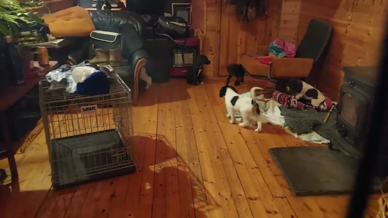 Window Pupping