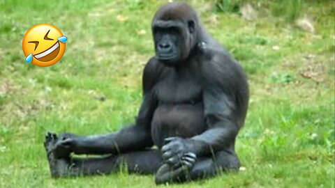 Funny Monkey Videos | Impossible to Control Laugh 😂