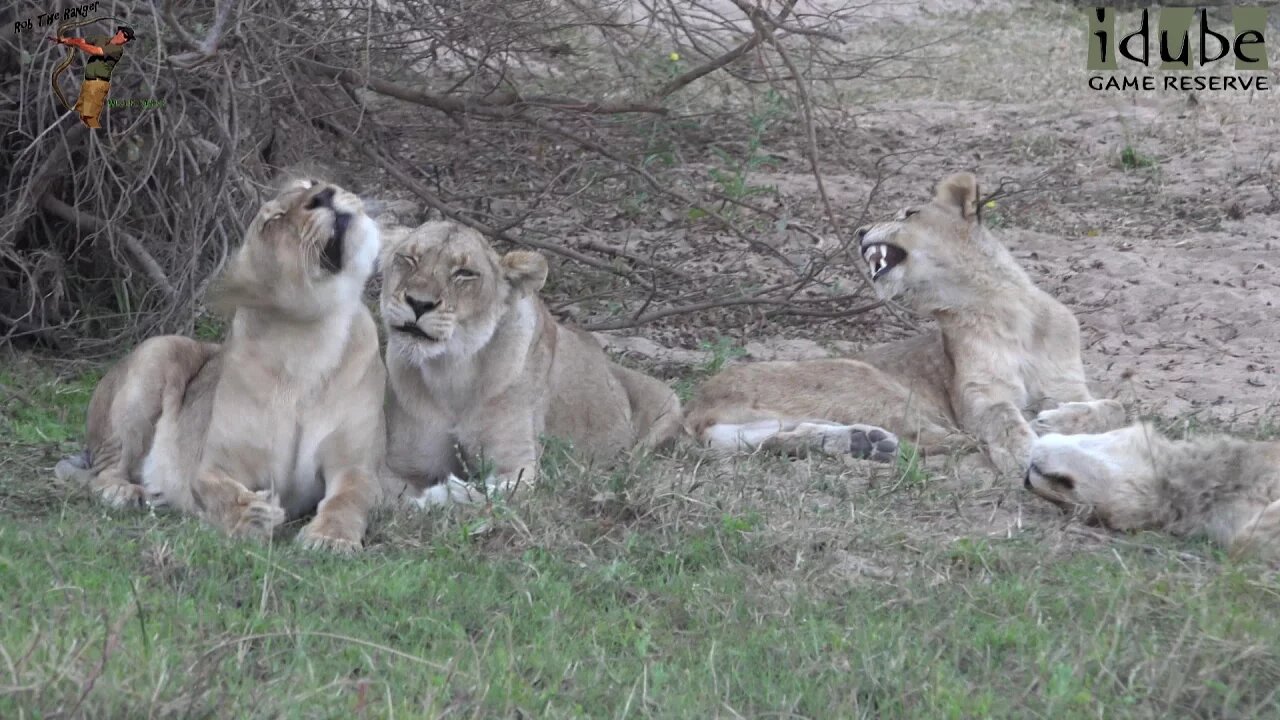 Daughters Of The Mapogo Lions - Rebuilding The Othawa Pride - 133: River Interactions