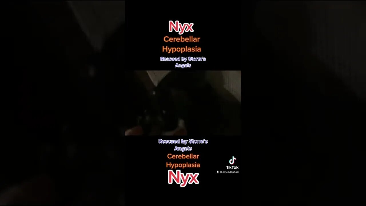 #cerebellarhypoplasiadogs NYX #stormsangels