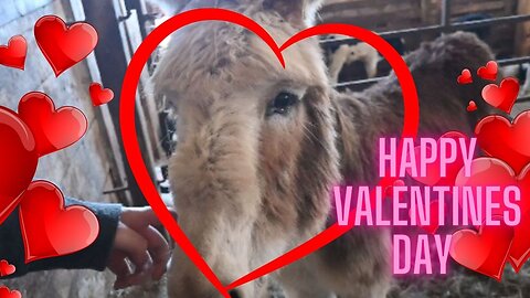 Call Dad! It's Time To Get A Donkey!