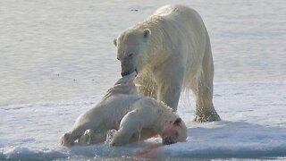Os 5 animais que praticam o canibalismo