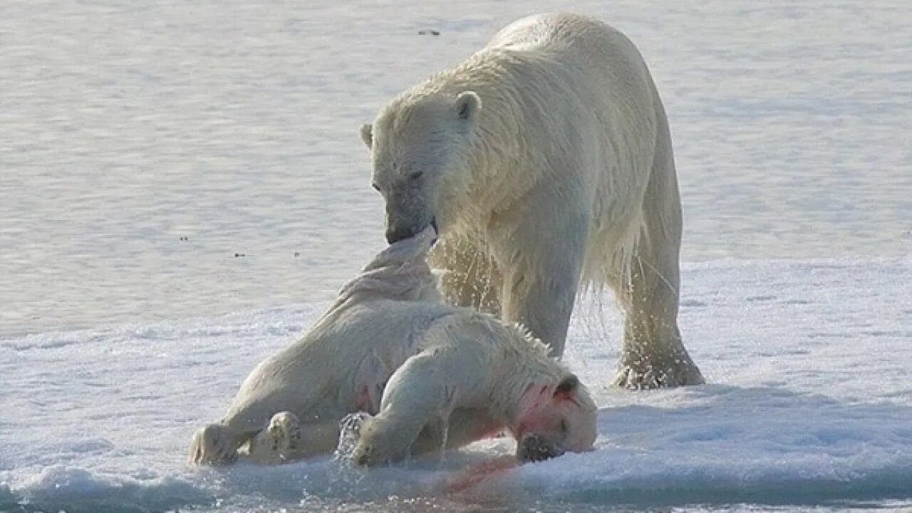 Os 5 animais que praticam o canibalismo