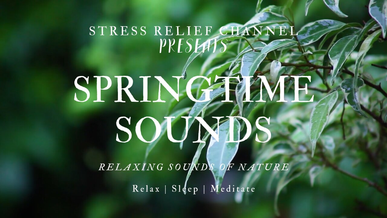 SPRINGTIME SOUNDS relaxing sounds of nature | Study | Sleep | Meditate