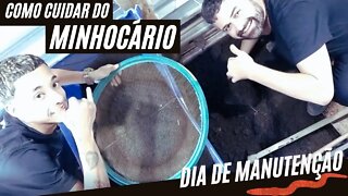 Como cuidar de um minhocário - Dia de Manutenção | Minhocas Belo Horizonte