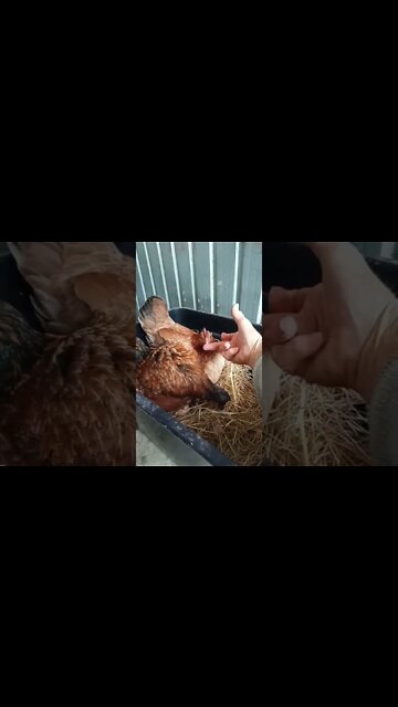 Forest and Chook chook 27th August