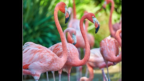 Why Do Flamingos Stand on One Leg ?