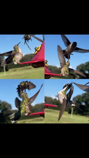 Beautiful video of hummingbirds at their favorite feeder