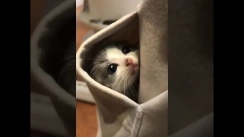 Cute Kitty