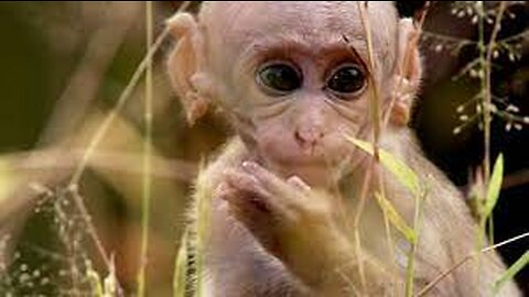 Baby_Macaque_Must_Learn_to_Fit_in__Growing_Up_Wild__BBC_Earth