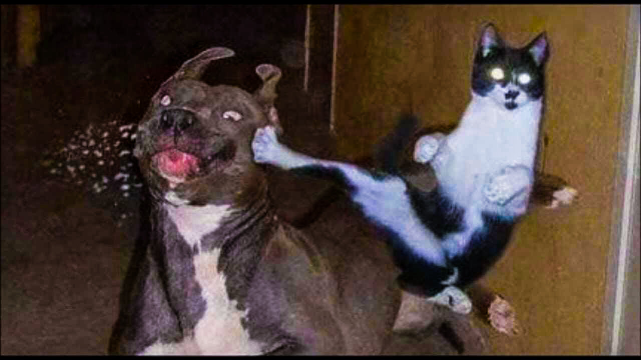 CAT VS DOG - SOO FUNNY - FIGHTING - MY PETS - COMPILATION