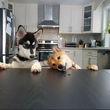 Needy Husky Bothers Shiba Inu Following His Every Move