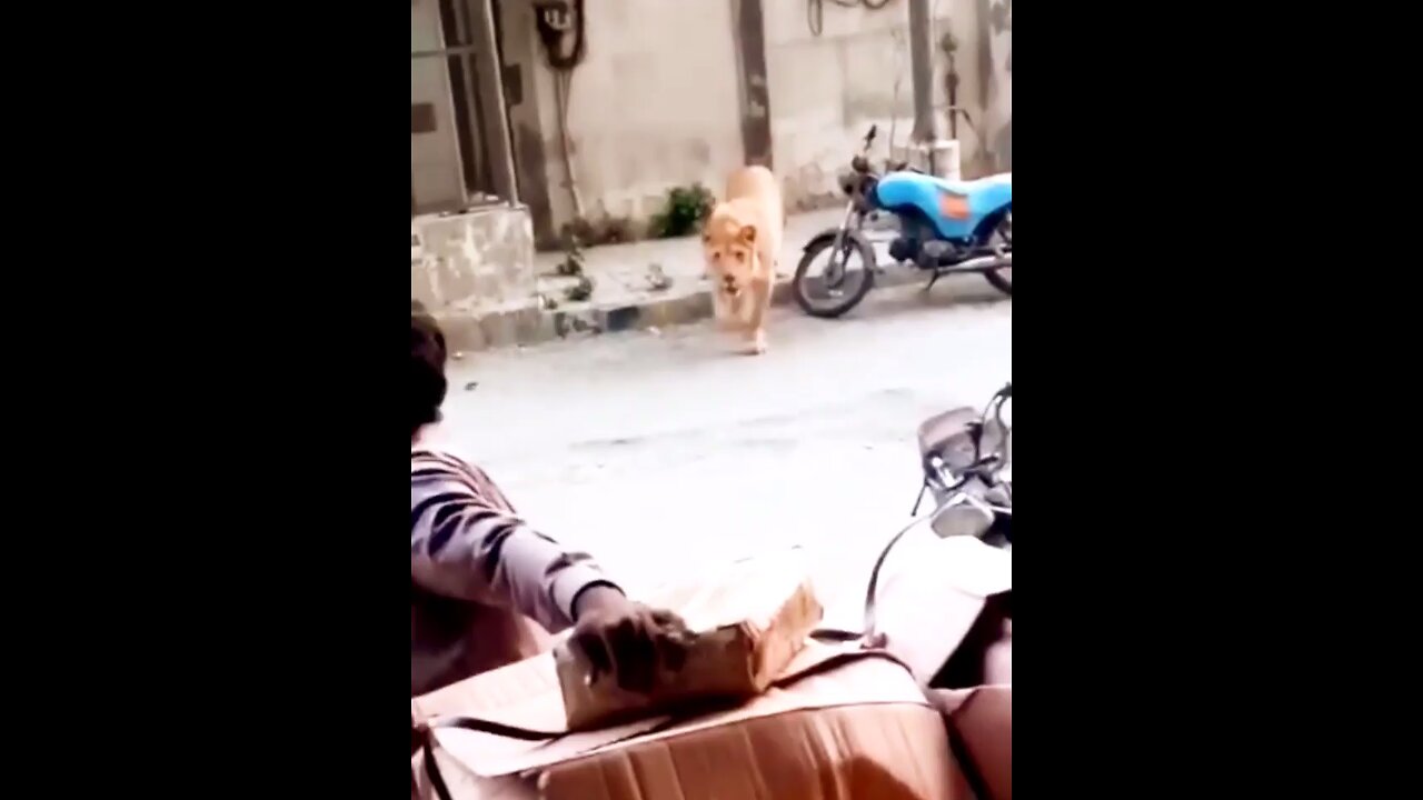 Lion walking in public in Karachi unleashed
