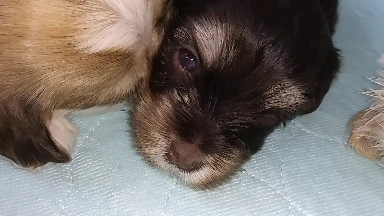I litter growing up(2)
