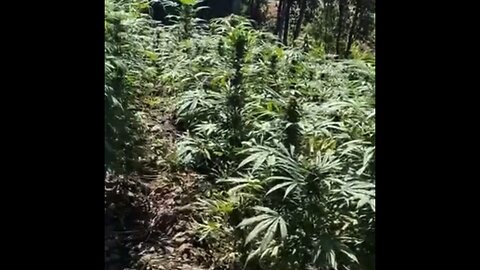 MARIJUANA ON A SIDE OF A MOUNTAIN IN MEXICO