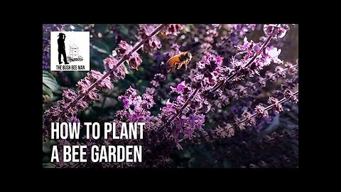 How to Plant a Bee Garden - The Bush Bee Man