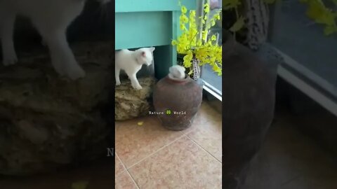 छोटी बिल्ली बड़ी बिल्ली के साथ में मस्ती कर रही है🤣Funny Animals👈