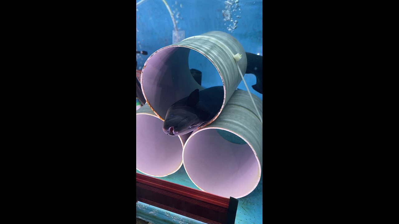 WHAT FISH IS THIS ??