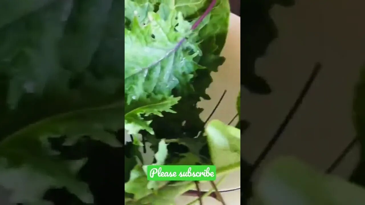 Our First Spicy Horseradish Leaf and Kale HARVEST! #shorts #garden