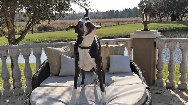 Funny Great Dane shakes and flops on to patio lounger