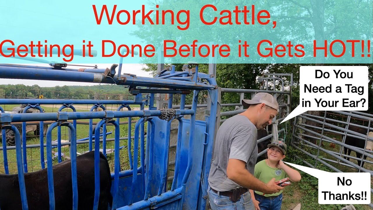 Working Cattle, Getting it Done Before it Gets HOT!!