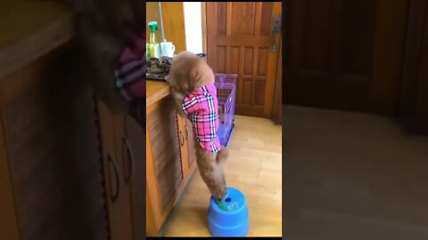 Cute dogs playing #shorts #dog #pets