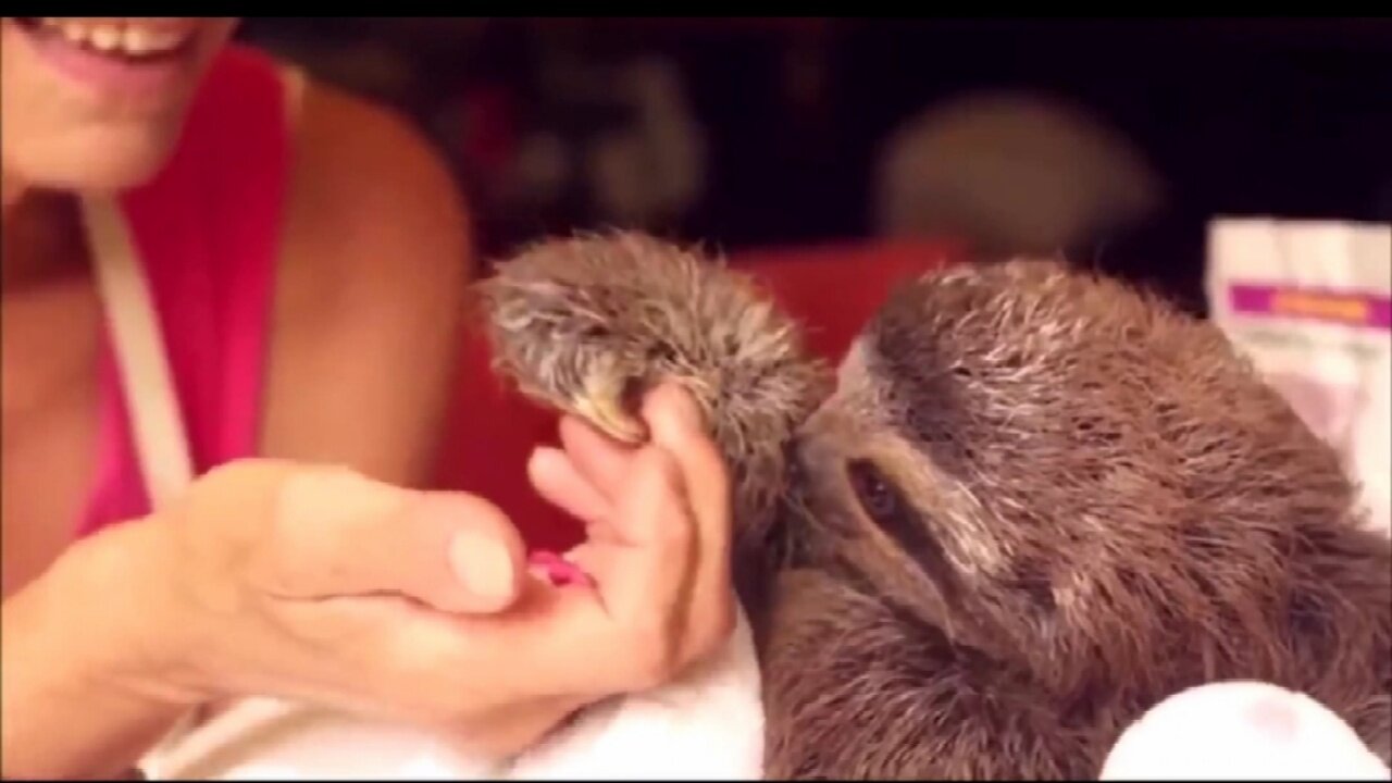 Baby Sloths Being Sloths - FUNNIEST Compilation