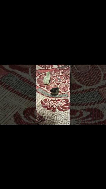 A couple of chicks Born in the incubator