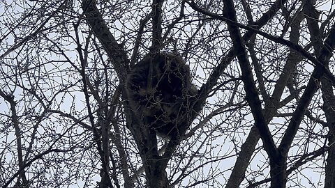 Sleepy head raccoon in a tree James Gardens Toronto