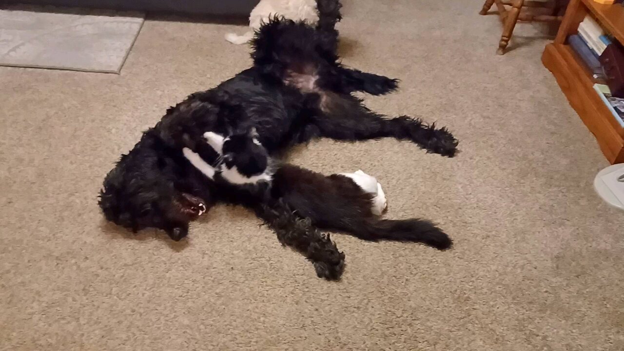 Adorable cat and dog play