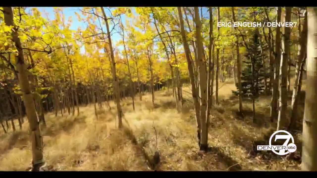 Take a trip through Colorado's golden aspen groves