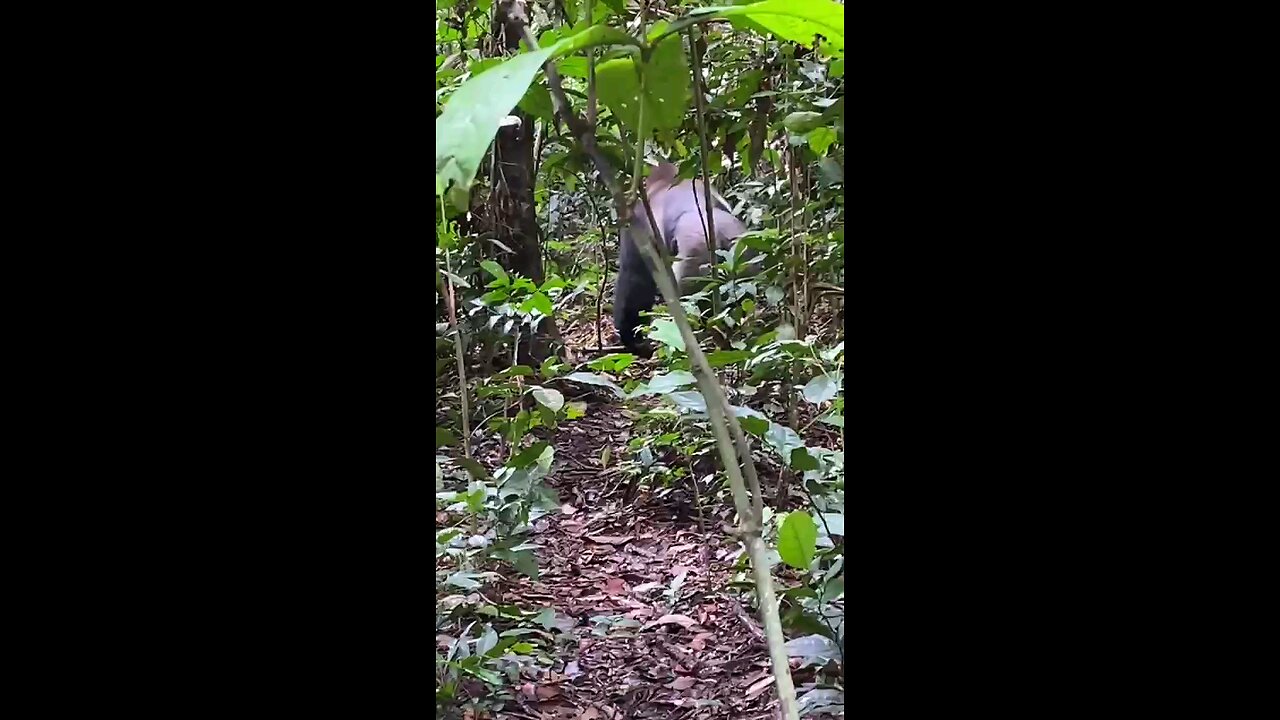 SILVERBACK GORILLA IN THE CONGO