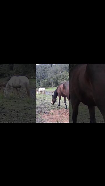 Brumbies caught grazing on security camera