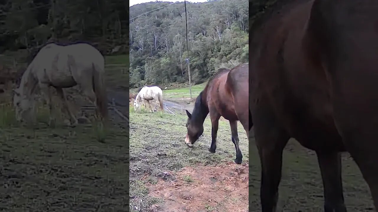 Brumbies caught grazing on security camera