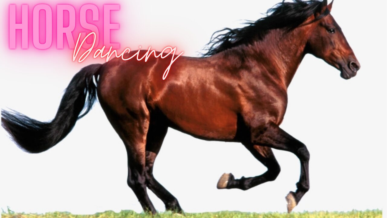 HORSE DANCING IN THE FIELD | HORSE IN GROUND