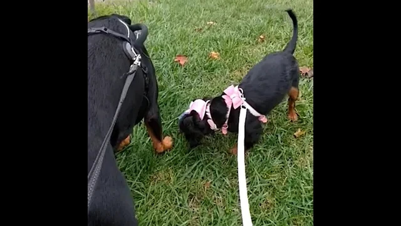 Bella and Roscoe Being Pretty Good Outside/ Music Blue Skies By Rock Wright