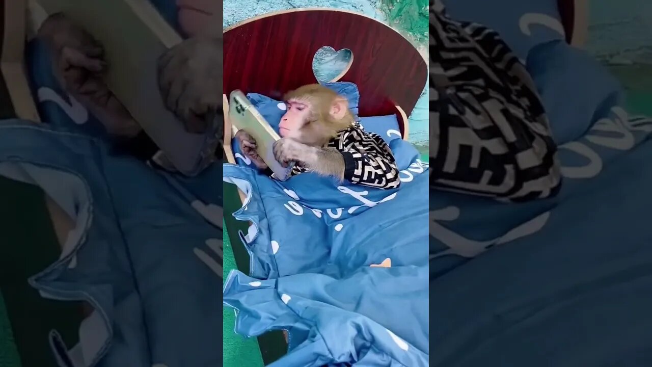 COCO use a smartphone #monkey #viral