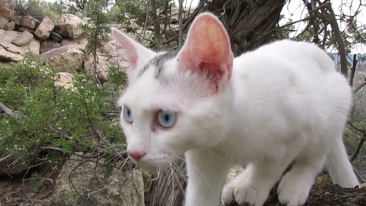 Our Cats #3: Cats Discover How Much Fun It Is to Climb Trees