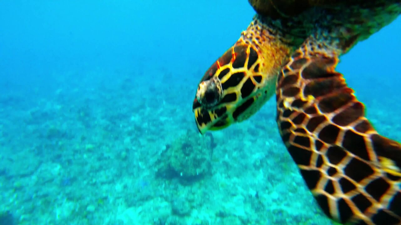 Sea turtle heads straight for diver to bite his camera lens and check him out