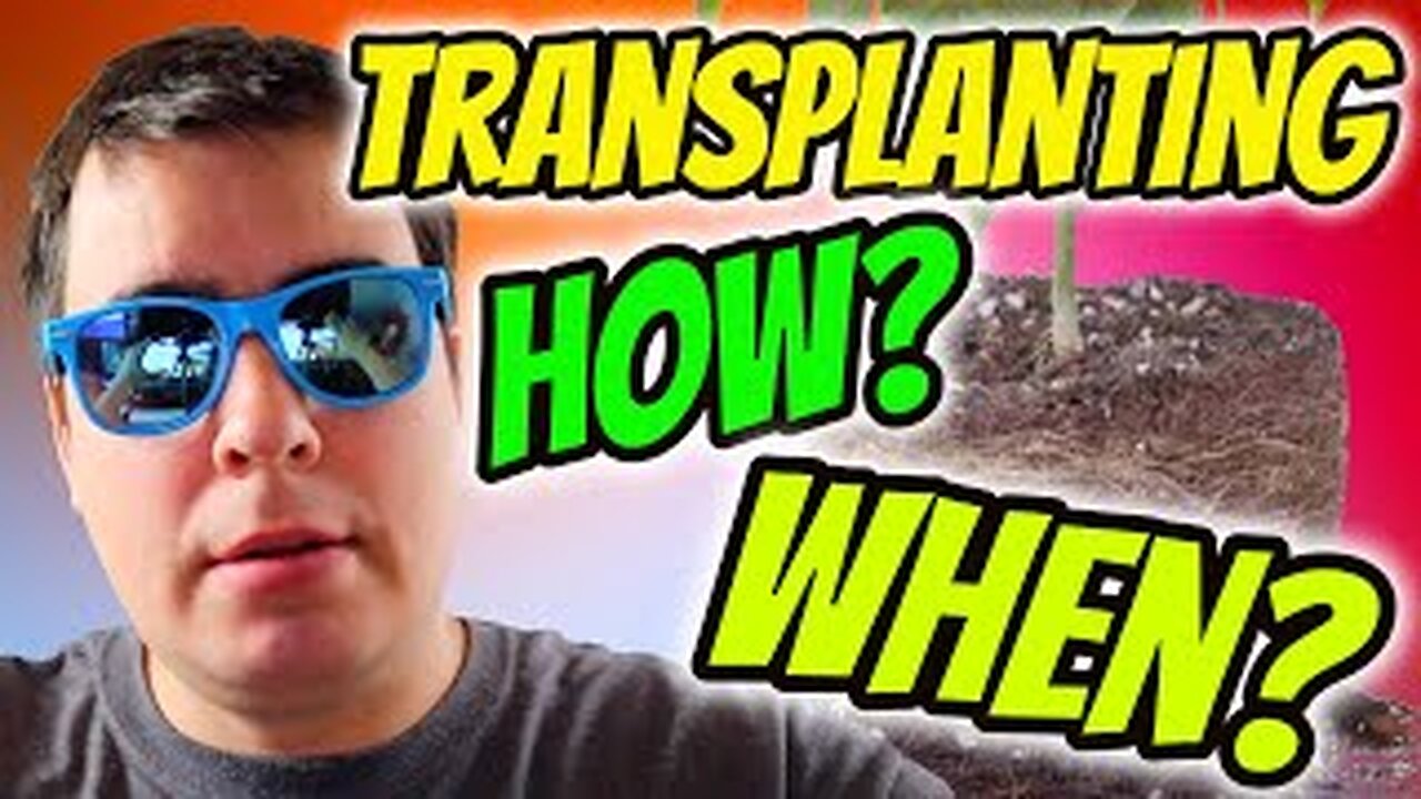 HOW AND WHEN TO TRANSPLANT YOUR CANNABIS PLANTS!